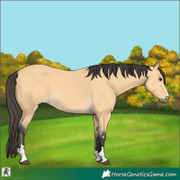 Horse Color:Buckskin 