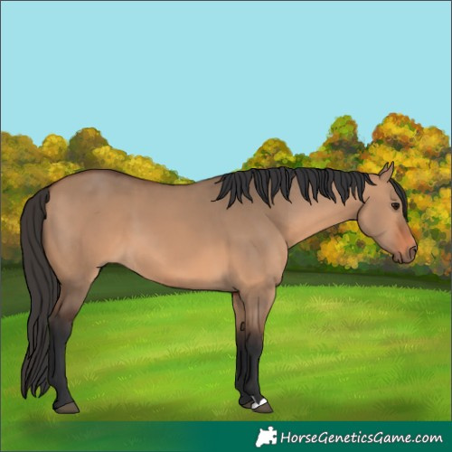 Horse Color:Bay Dun