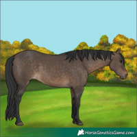 Horse Color:Brown Dun 