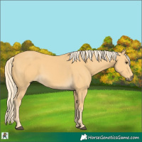 Horse Color:Palomino