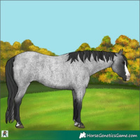 Horse Color:Blue Roan Splash 