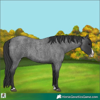 Horse Color:Blue Roan Splash 