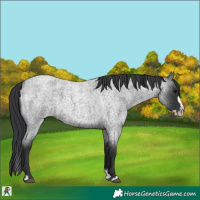 Horse Color:Blue Roan Splash Frame 