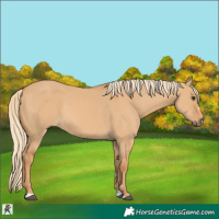 Horse Color:Red Dun 