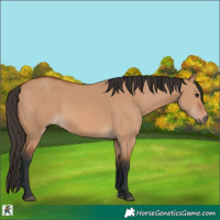 Horse Color:Bay Dun 