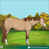 Horse Color:Gray Red Dun
