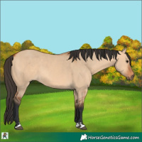 Horse Color:Bay Dun 