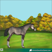 Horse Color:Blue Onyx 