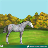 Horse Color:Nacre Blue Roan Splash 