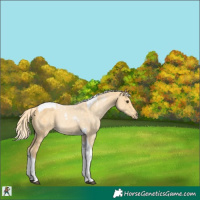 Horse Color:Palomino Tobiano 
