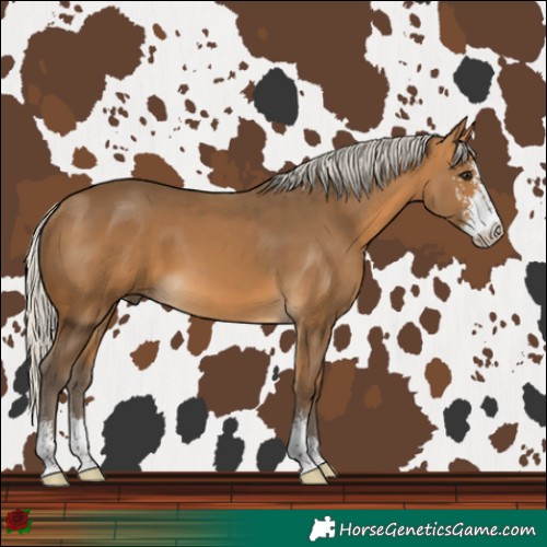 Horse Color:Silver Buckskin Sabino 