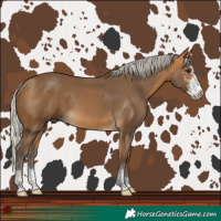 Horse Color:Silver Buckskin Sabino 