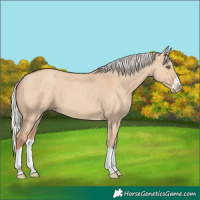 Horse Color:Silver Classic Champagne Dun Splash Frame 