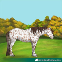 Horse Color:Amber Champagne Appaloosa and Amber Champagne Appaloosa