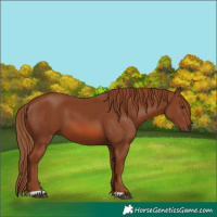 Horse Color:Chestnut 