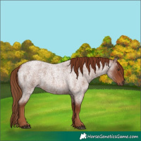 Horse Color:Red Roan 