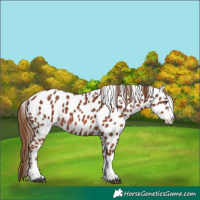 Horse Color:Chestnut Appaloosa
