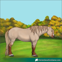 Horse Color:Red Dun 