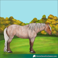 Horse Color:Silver Bay Roan 