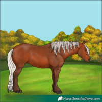 Horse Color:Silver Bay 