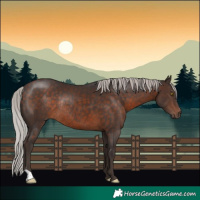 Horse Color:Silver Brown Rabicano 