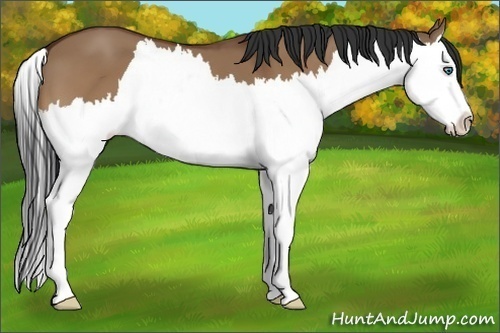 Horse Color:Bay Dun Splash 