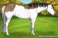 Horse Color:Bay Dun Splash