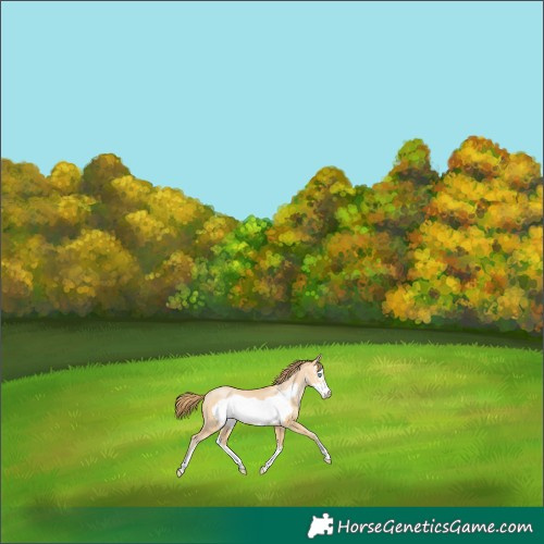 Horse Color:Buckskin Pearl Sabino Frame 