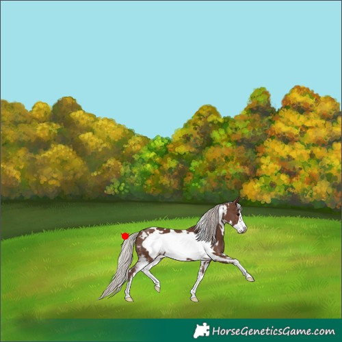 Horse Color:White Spotted Silver Black Sabino Frame 