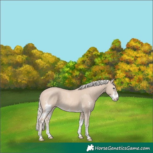 Horse Color:Cremello Sabino 