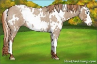 Horse Color:White Spotted Red Dun Roan Splash Frame