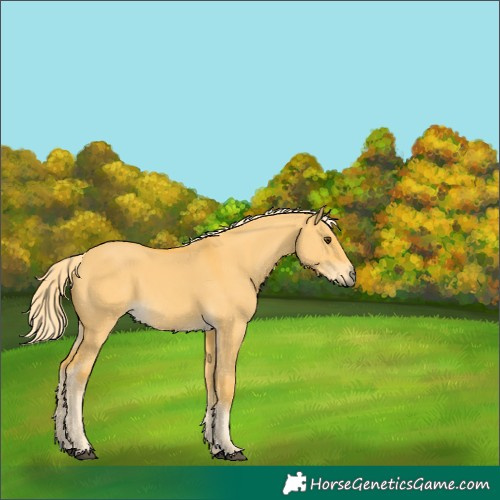 Horse Color:Palomino Dun 