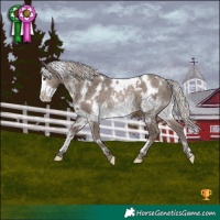 Horse Color:White Spotted Silver Grullo Frame Rabicano