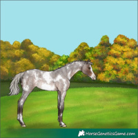 Horse Color:White Spotted Silver Brown Roan Frame Rabicano 