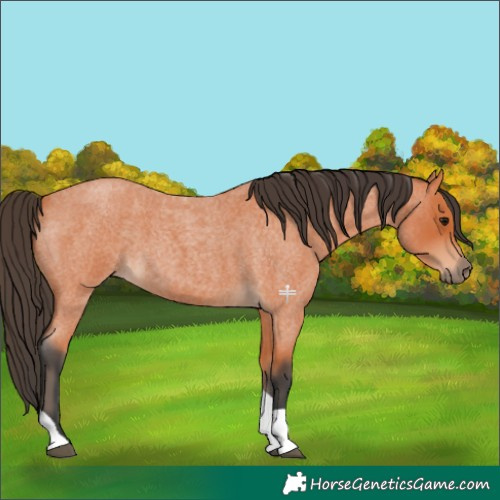 Horse Color:Bay Roan Tobiano 