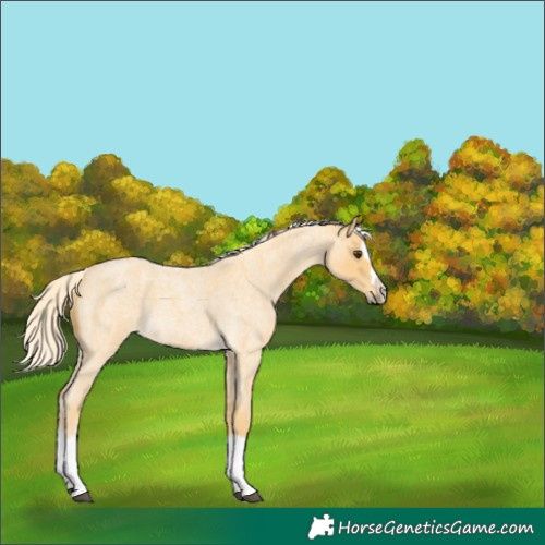 Horse Color:Palomino Roan Splash 