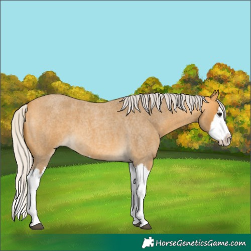 Horse Color:Silver Buckskin Roan Splash 
