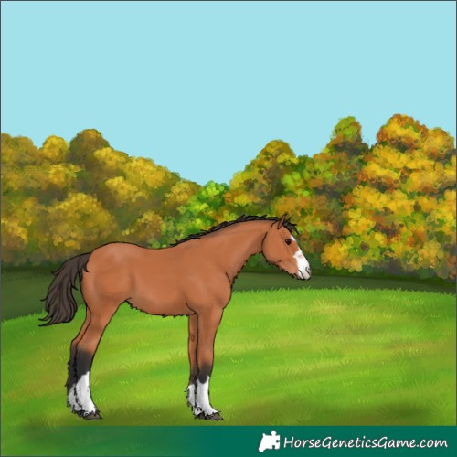 Horse Color:Bay 