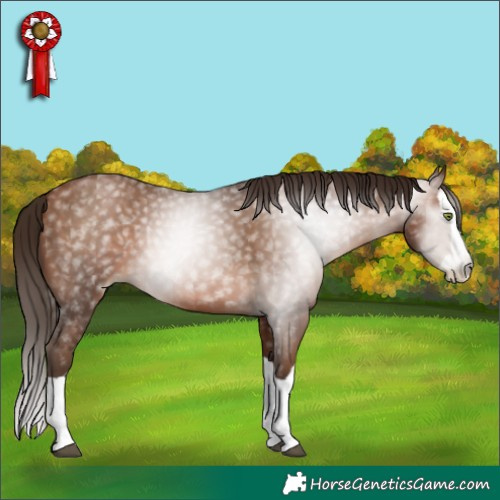 Horse Color:Gray Brown Pearl Splash 