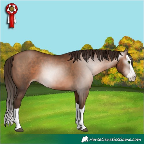 Horse Color:Gray Brown Pearl Splash