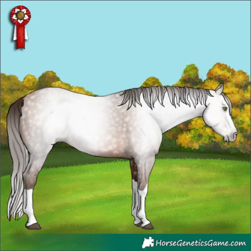 Horse Color:Gray Brown Pearl Splash 