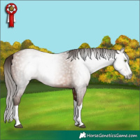 Horse Color:Gray Brown Pearl Splash 