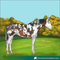 Horse Color:White Spotted Brown Splash 