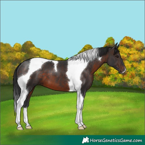 Horse Color:Brown Tobiano 