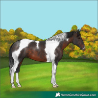 Horse Color:Brown Tobiano
