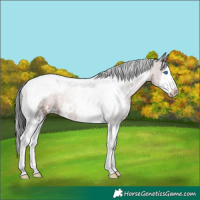 Horse Color:White Spotted Brown Splash Tobiano 