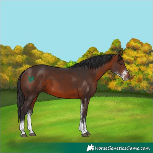 Horse Color:Bay Sabino 