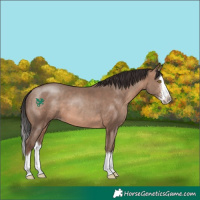 Horse Color:Sable Champagne Sabino Splash 