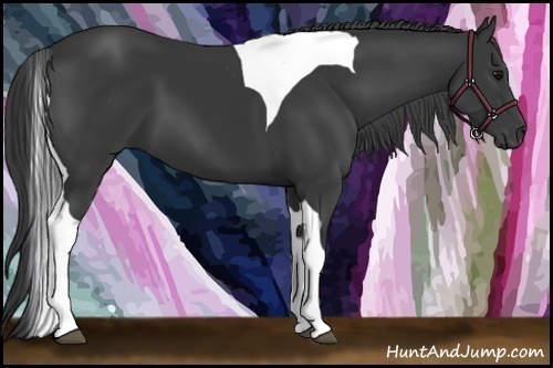 Horse Color:Black Tobiano 