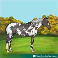 Horse Color:White Spotted Smoky Black